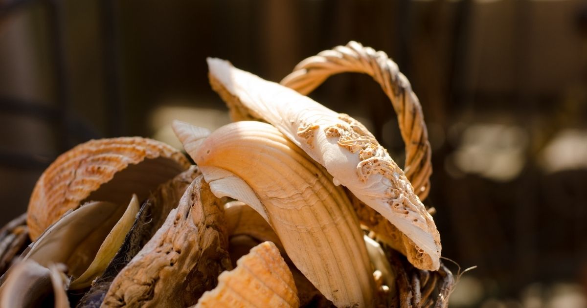 8 facts about amazing British fossil hunter Mary Anning