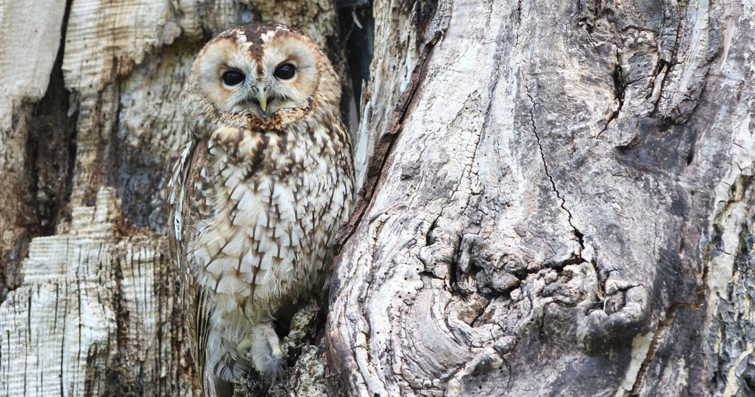 Animal adaptations – exciting camouflage activity ideas for kids