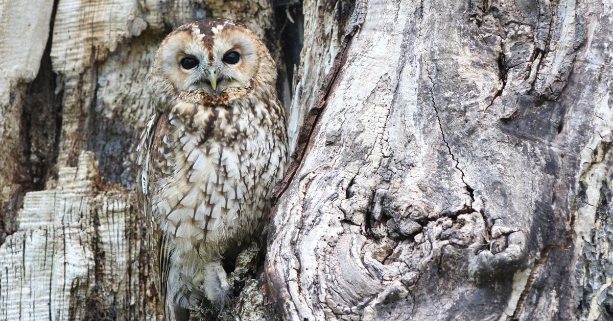 Animal adaptations – exciting camouflage activity ideas for kids