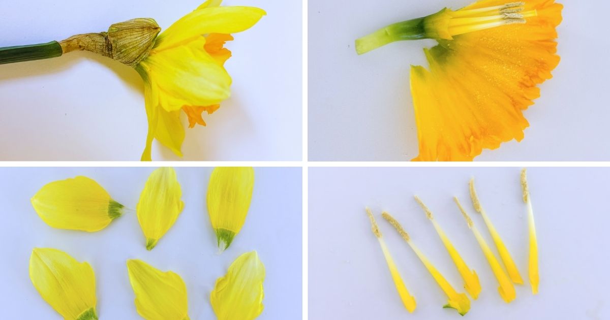 Investigating the parts of a flower – dissecting daffodils