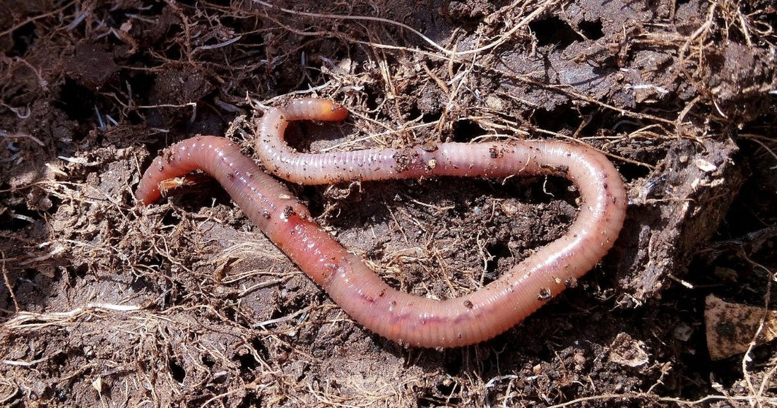 Plan an exciting earthworm science lesson