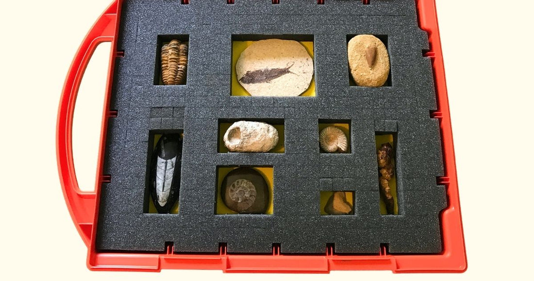 Build an amazing rocks and fossils collection – tips for teachers and educators