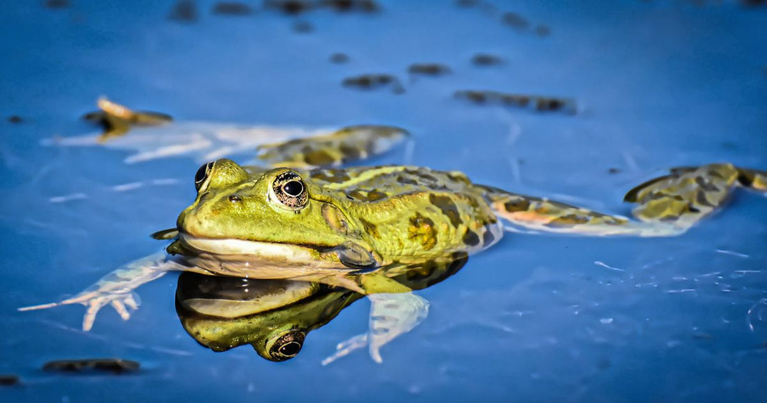 Learning about frogs and their life cycle – fun activity ideas