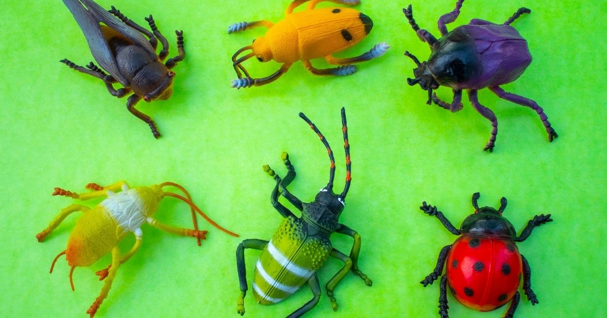 How to teach dichotomous keys successfully in science
