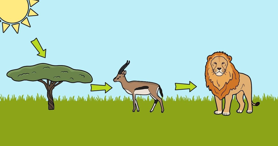 Fun ideas for teaching food chains