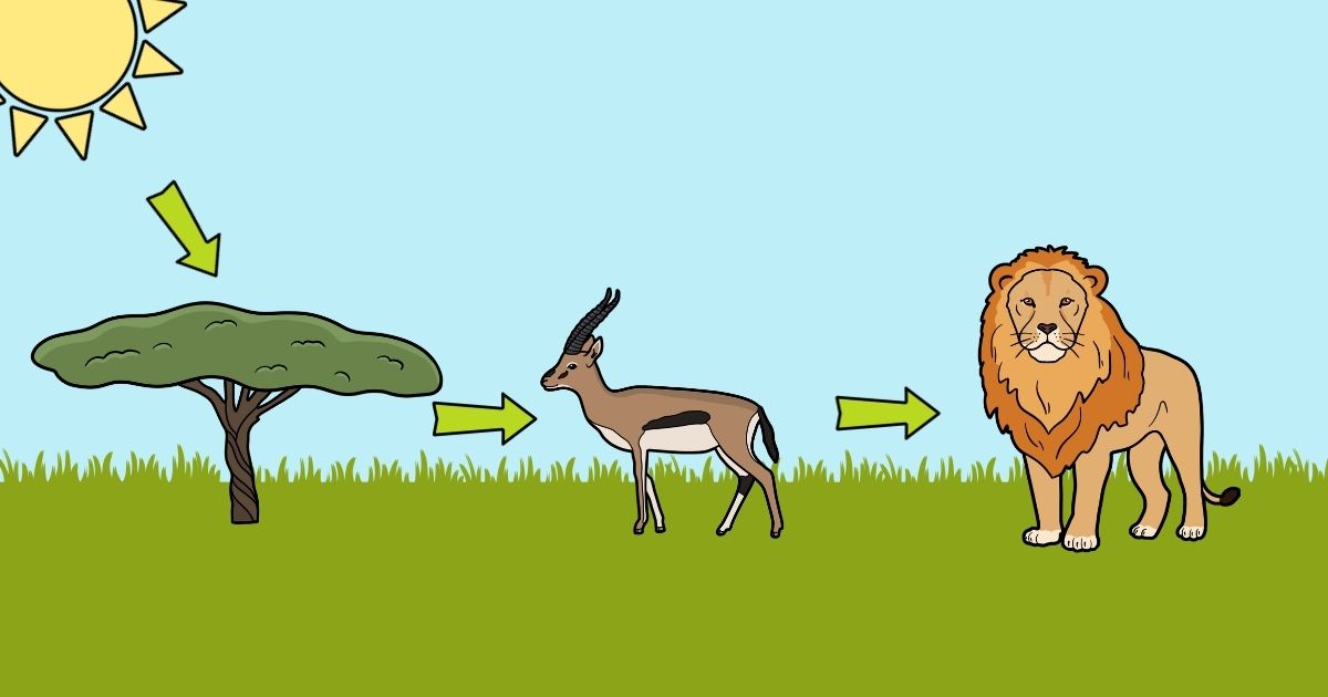 Fun ideas for teaching food chains