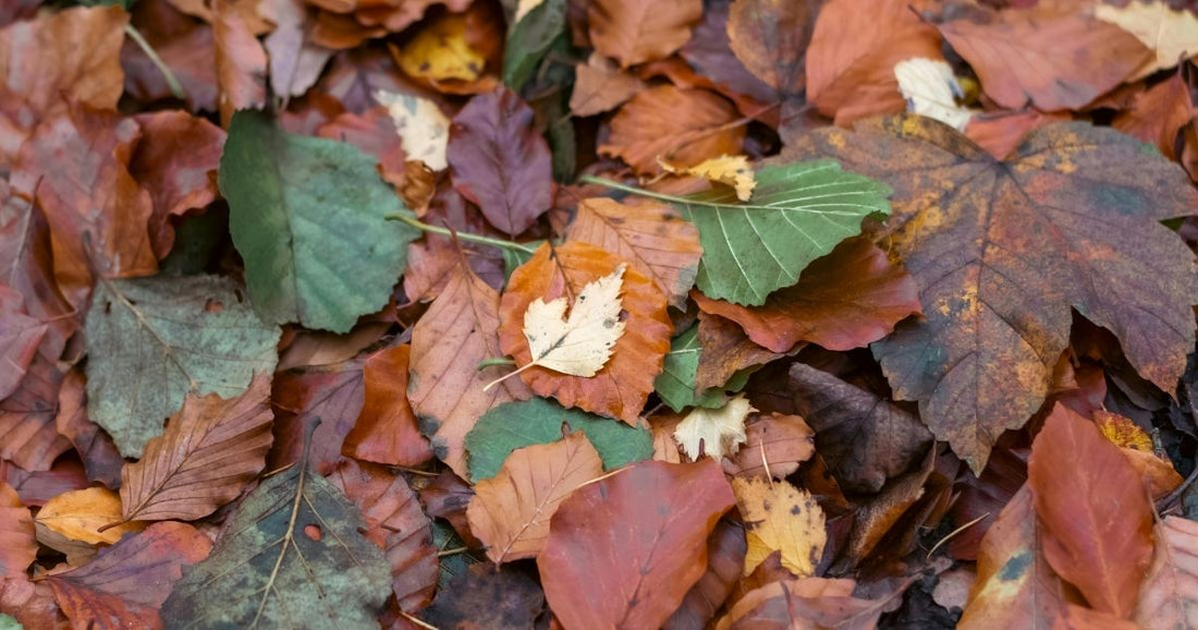 Microhabitat Safari: Discovering Nature’s Hidden Homes