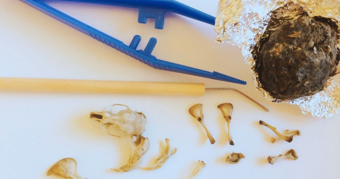 From Digestion to Discovery: Exploring Owl Pellets in the Classroom