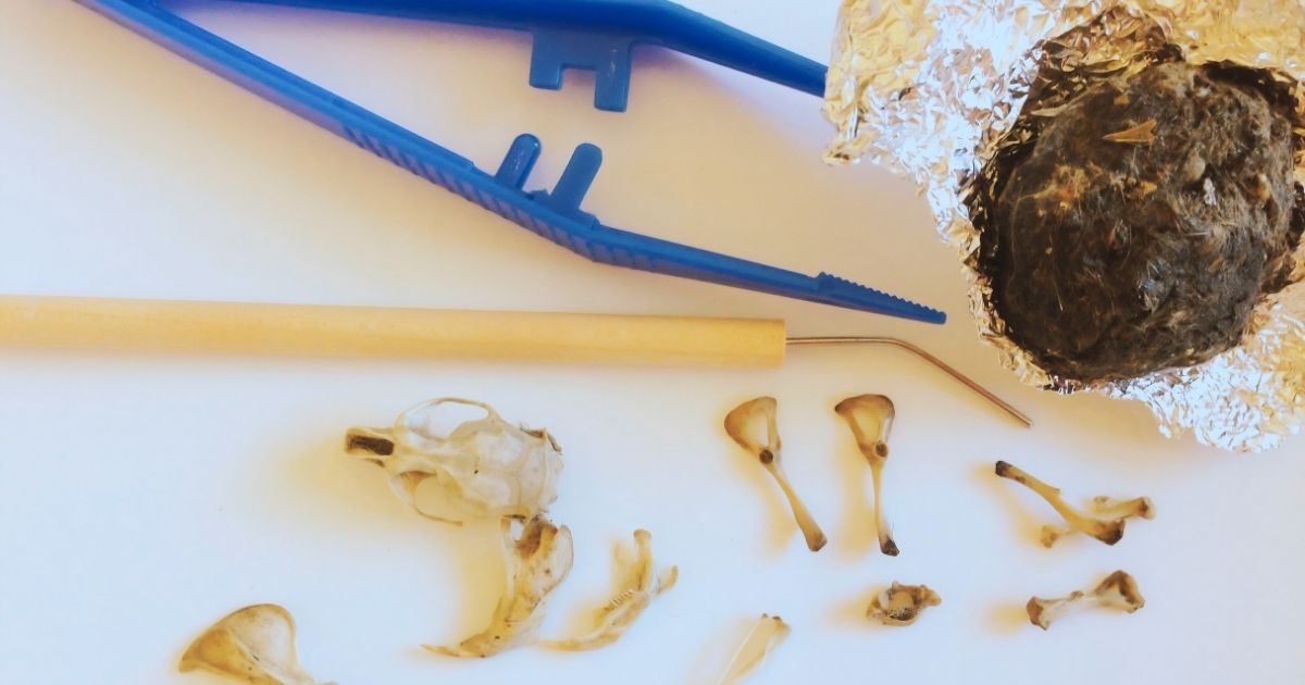 From Digestion to Discovery: Exploring Owl Pellets in the Classroom