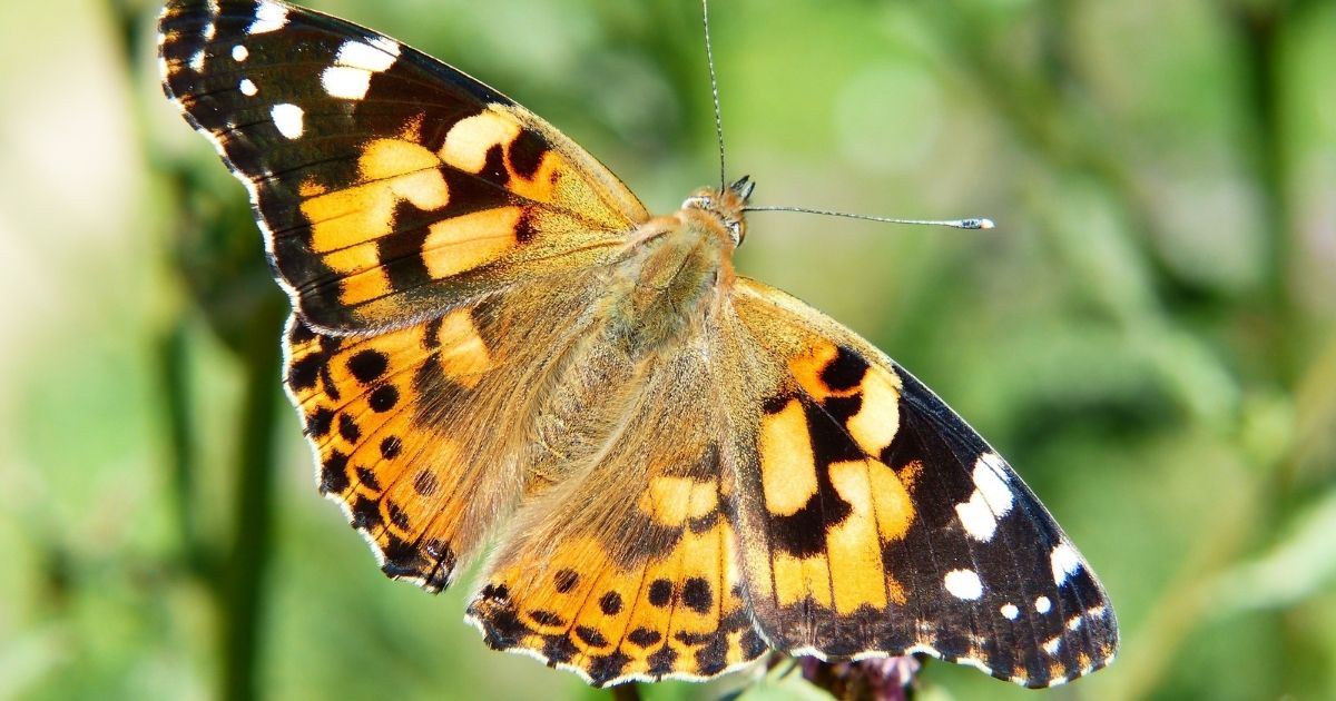 Exploring the butterfly life cycle: activities and ideas for kids