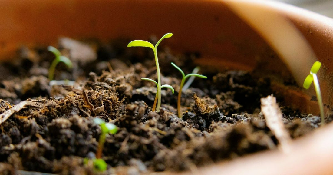 Exploring Plant Life Cycles in the Classroom