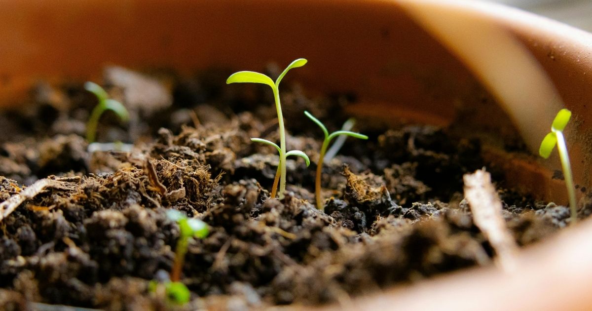 Exploring Plant Life Cycles in the Classroom