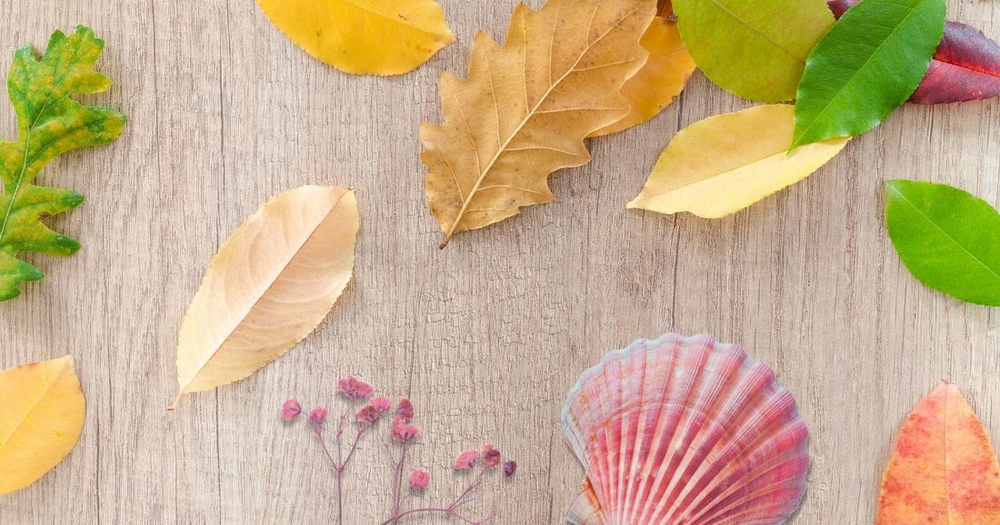 Bringing the Outdoors In: How a Classroom Nature Table Promotes Exploration and Discovery