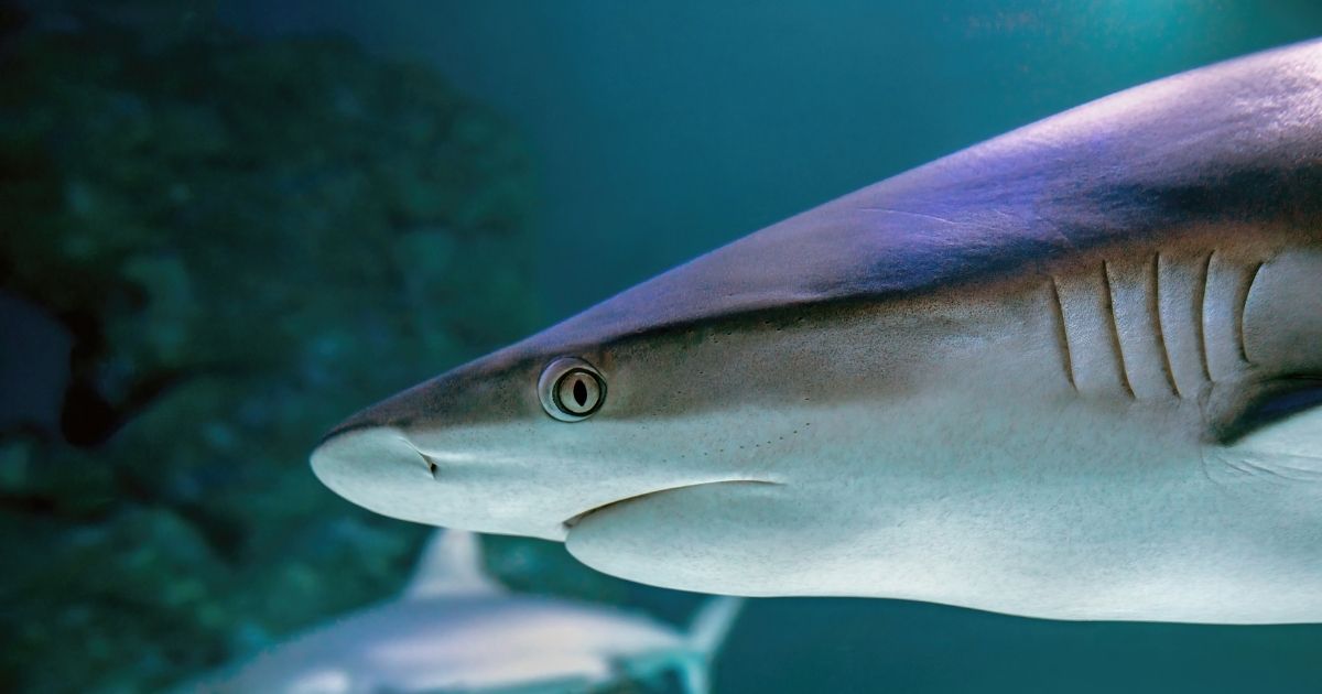 Jaw-some shark science activity ideas for kids