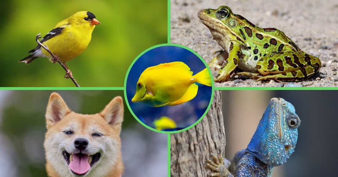 Animal classification – introducing the 5 vertebrate groups to children
