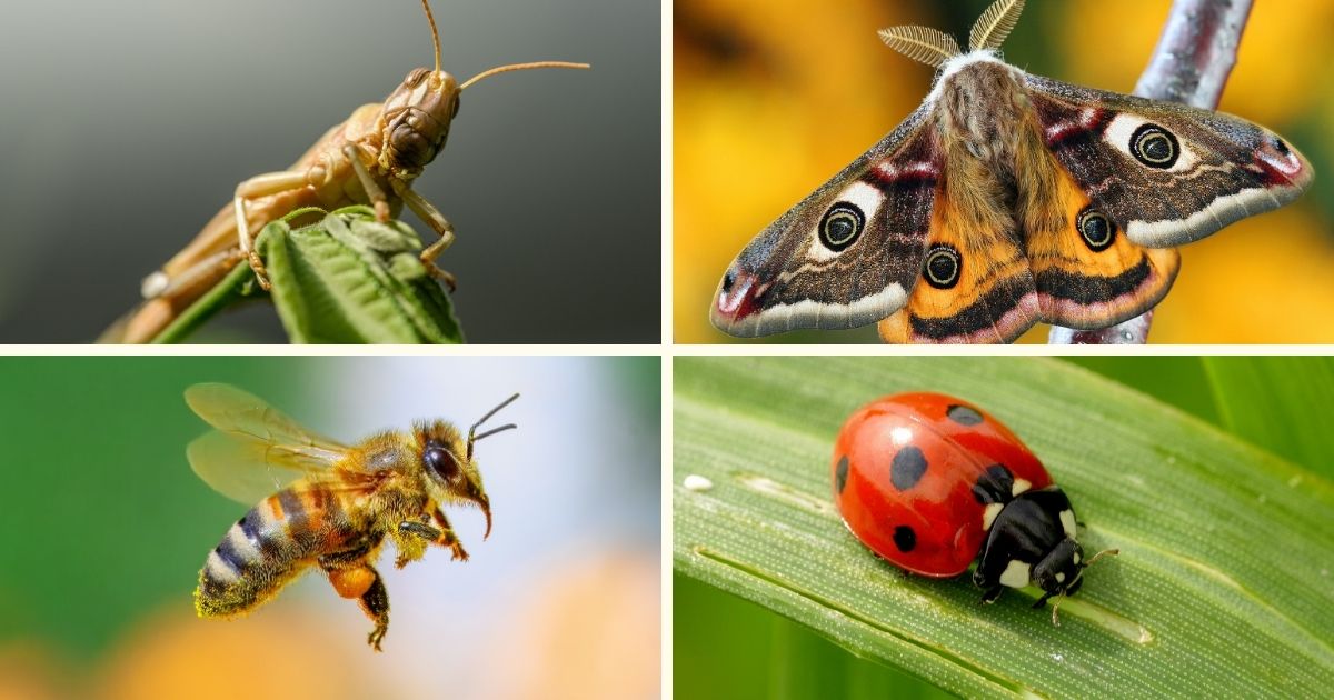 Teaching children about insect anatomy