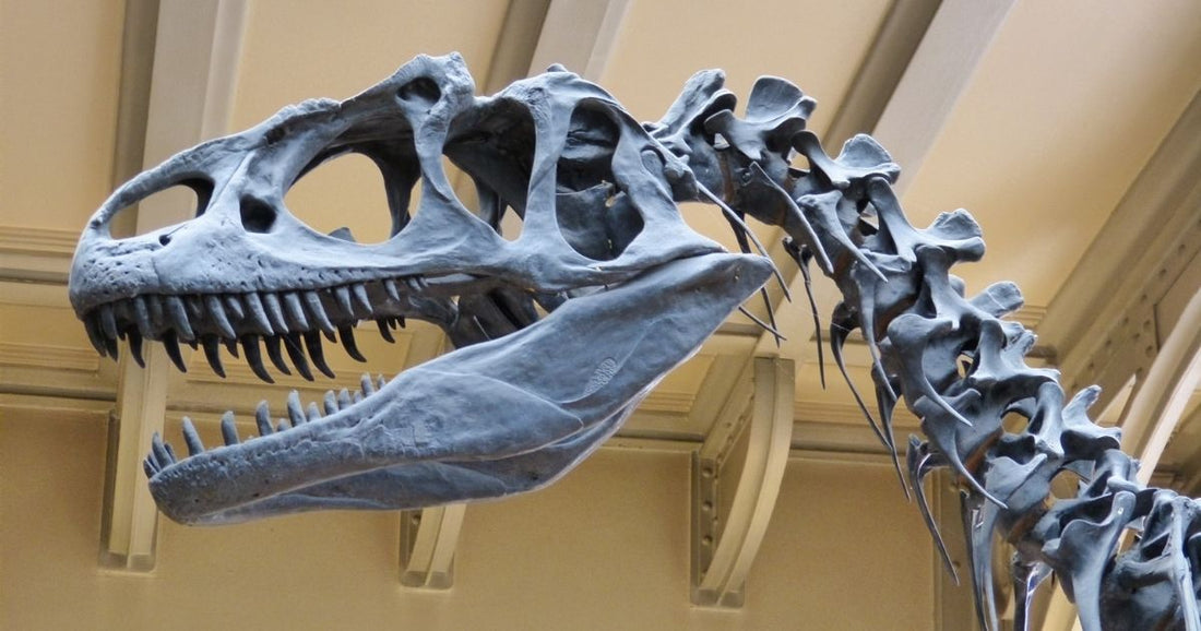 What can fossils tell us? A quick guide for primary teachers