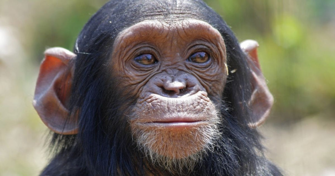 Why your students should learn about scientist Jane Goodall