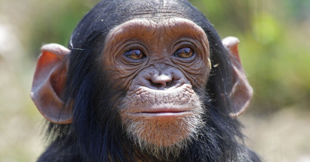 Why your students should learn about scientist Jane Goodall