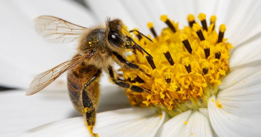 Get your kids buzzing with these bee activities for World Bee Day