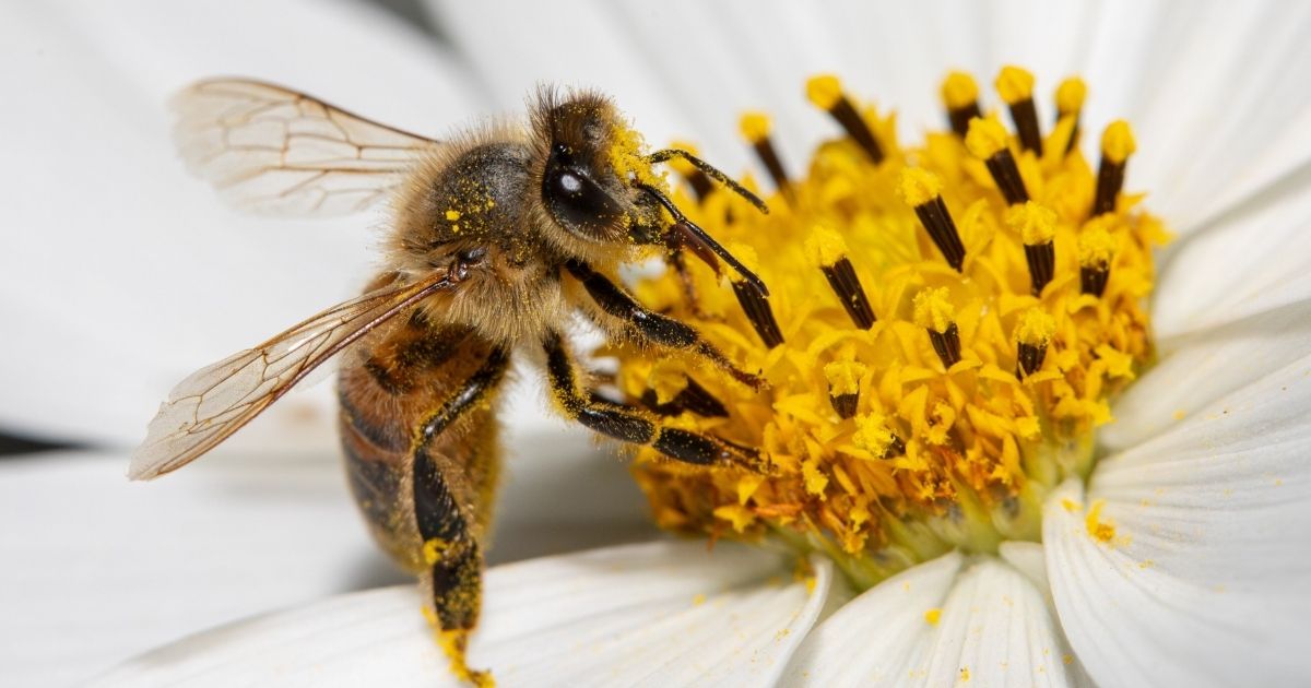 Get your kids buzzing with these bee activities for World Bee Day