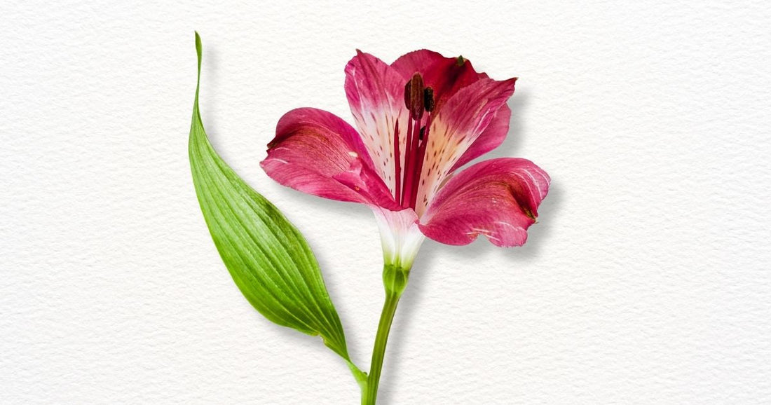 Pink Alstroemeria flower with green leaf