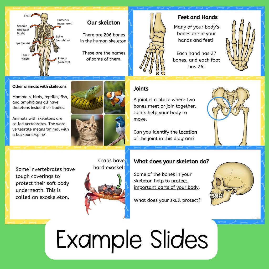 The human skeleton and bones skeletal system slides worksheets activities