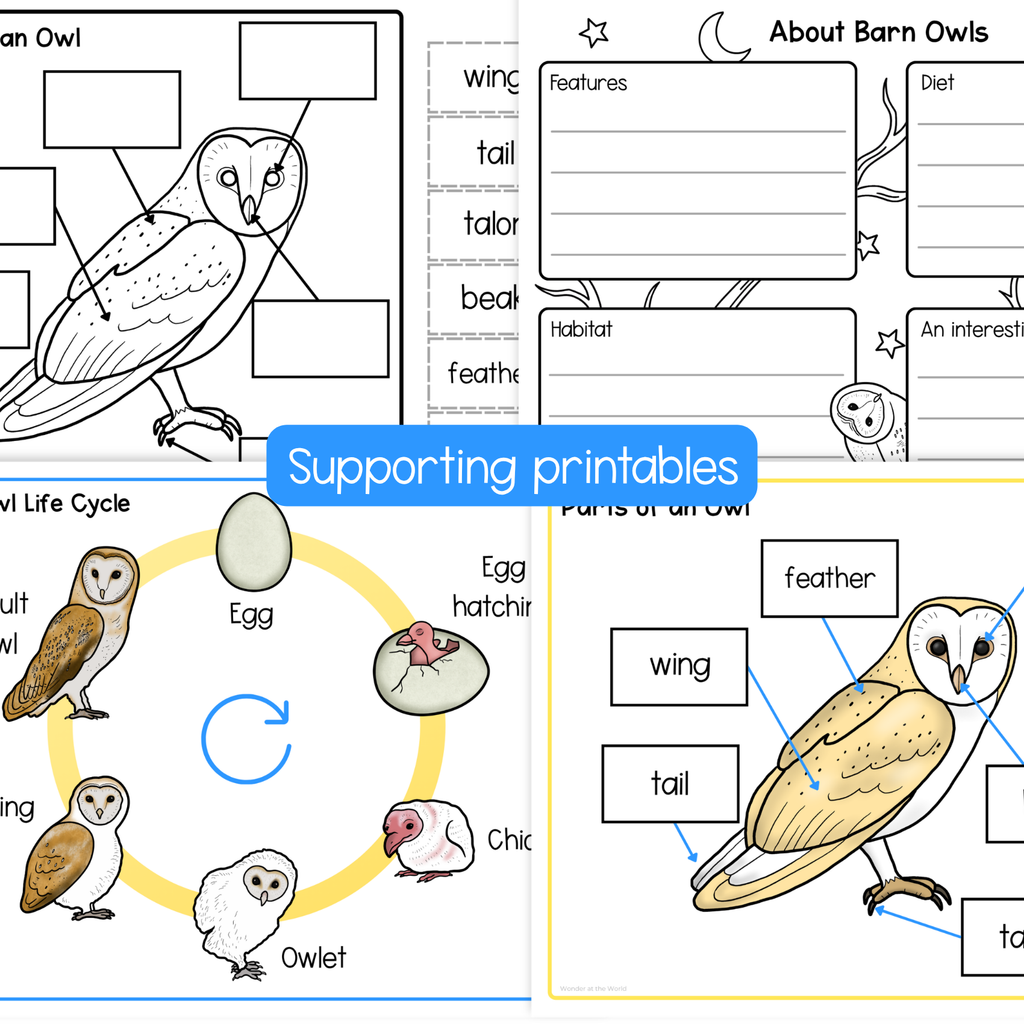 Barn owl life cycle sequence and fold bird science craft activity
