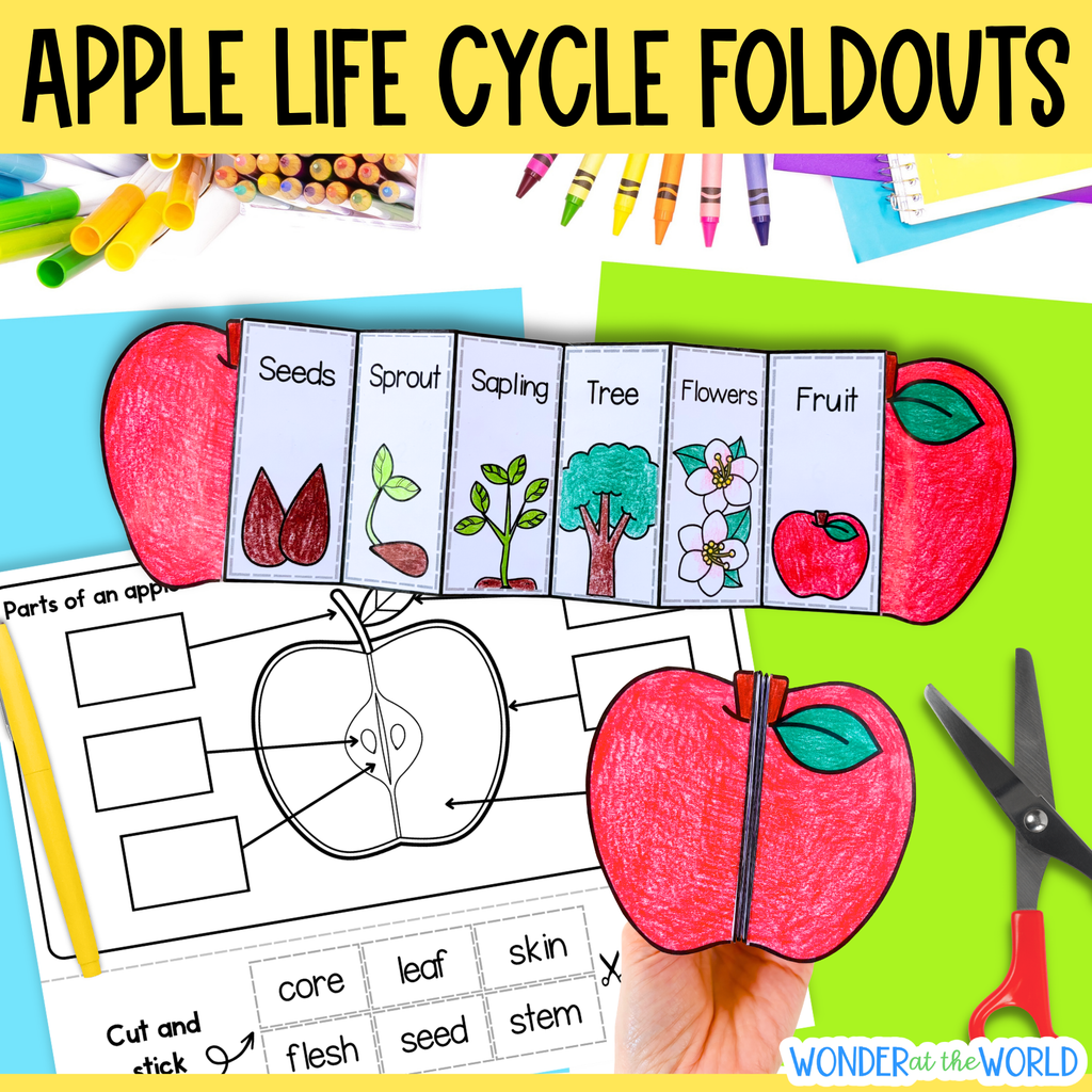 Life cycle of an apple tree sequence and fold science craft activity