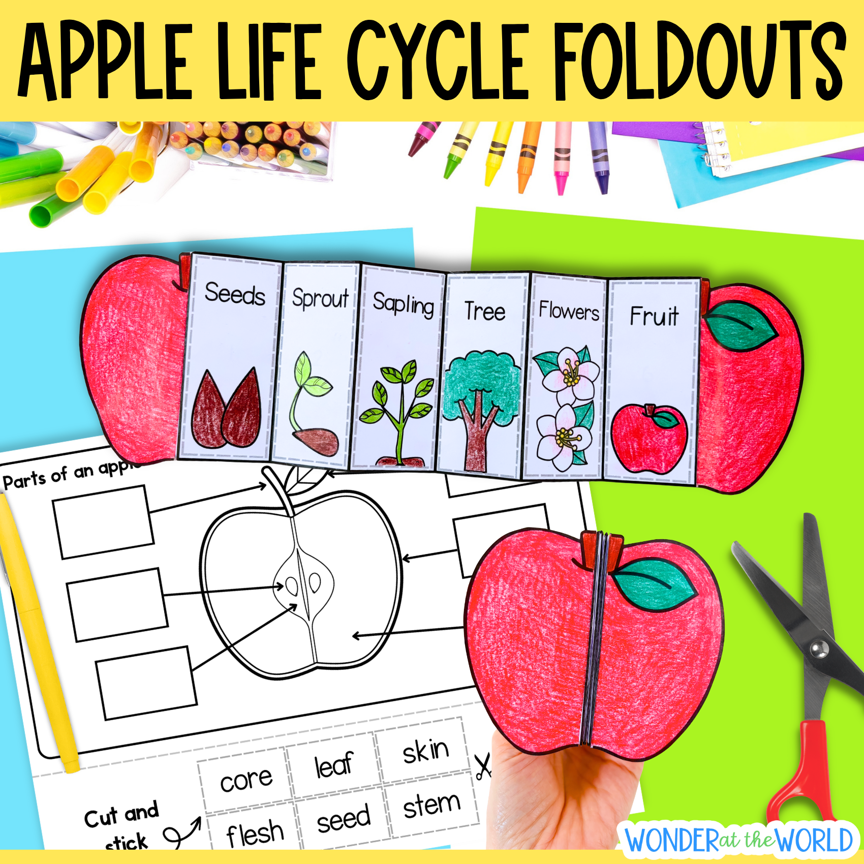 Life cycle of an apple tree sequence and fold science craft activity