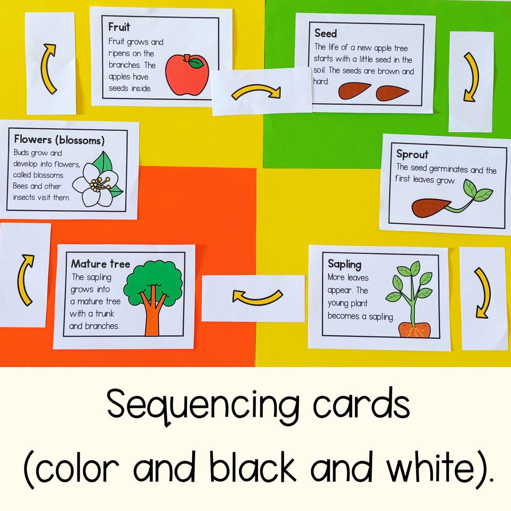 Life cycle of an apple tree sequence and fold science craft activity