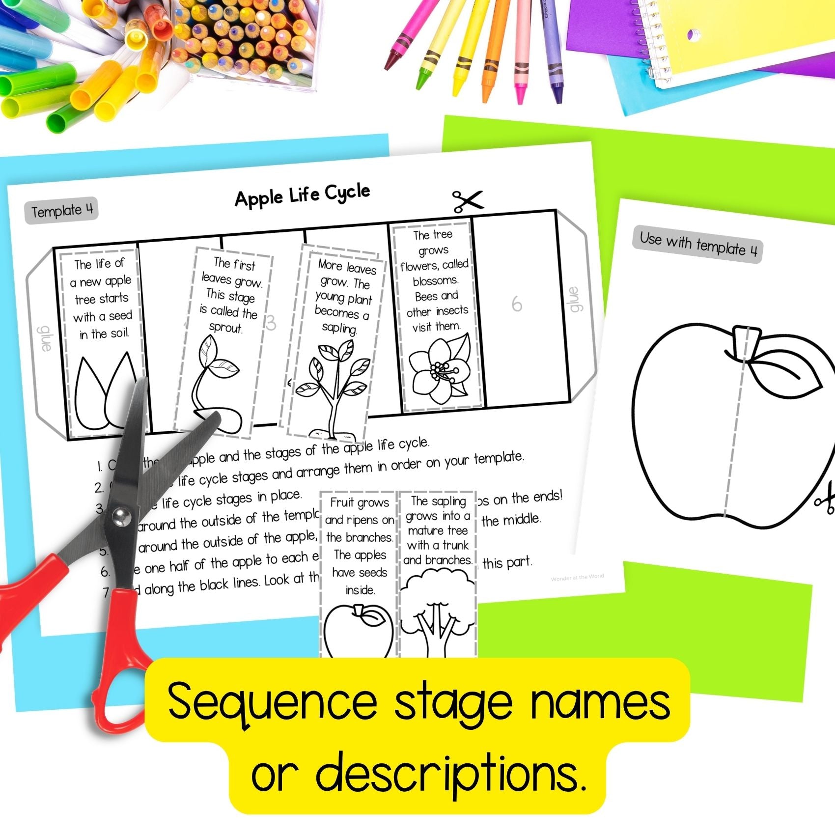 Life cycle of an apple tree sequence and fold science craft activity
