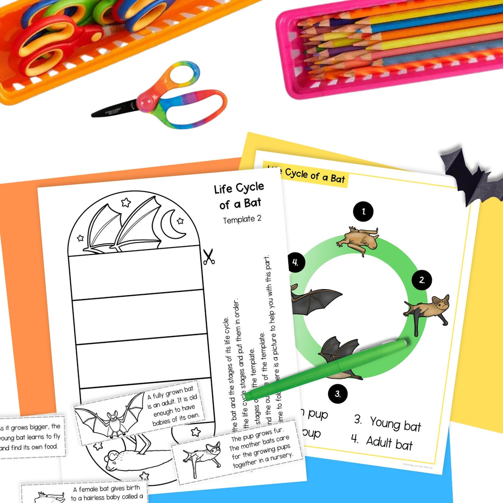 Life cycle of a bat mammal sequence and fold science craft activity
