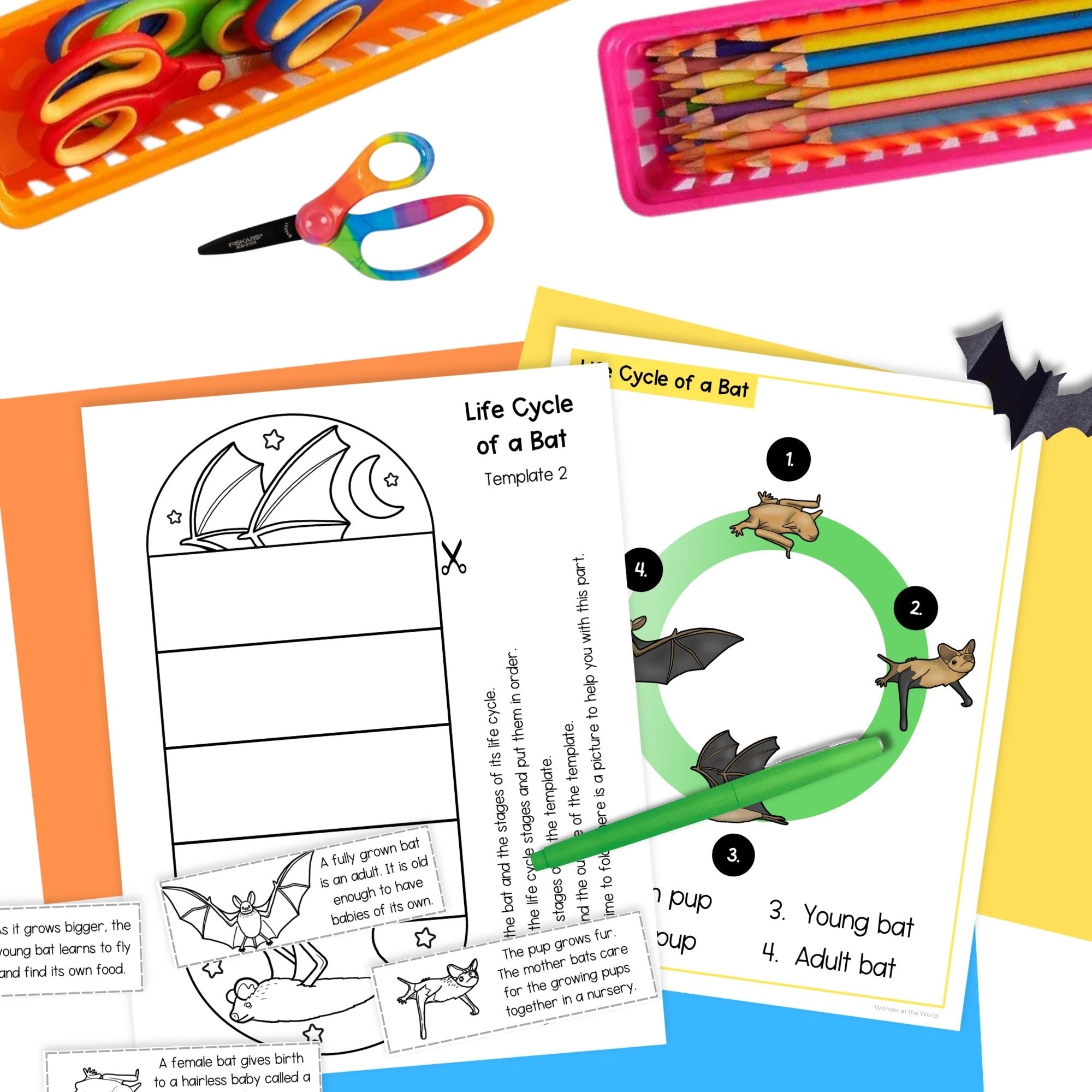 Life cycle of a bat mammal sequence and fold science craft activity