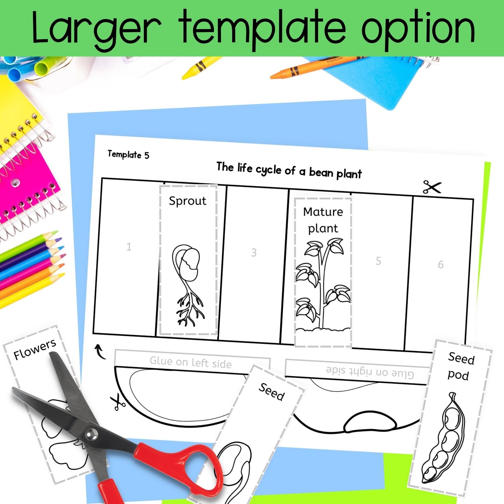 Life cycle of a bean plant sequence and fold science craft activity