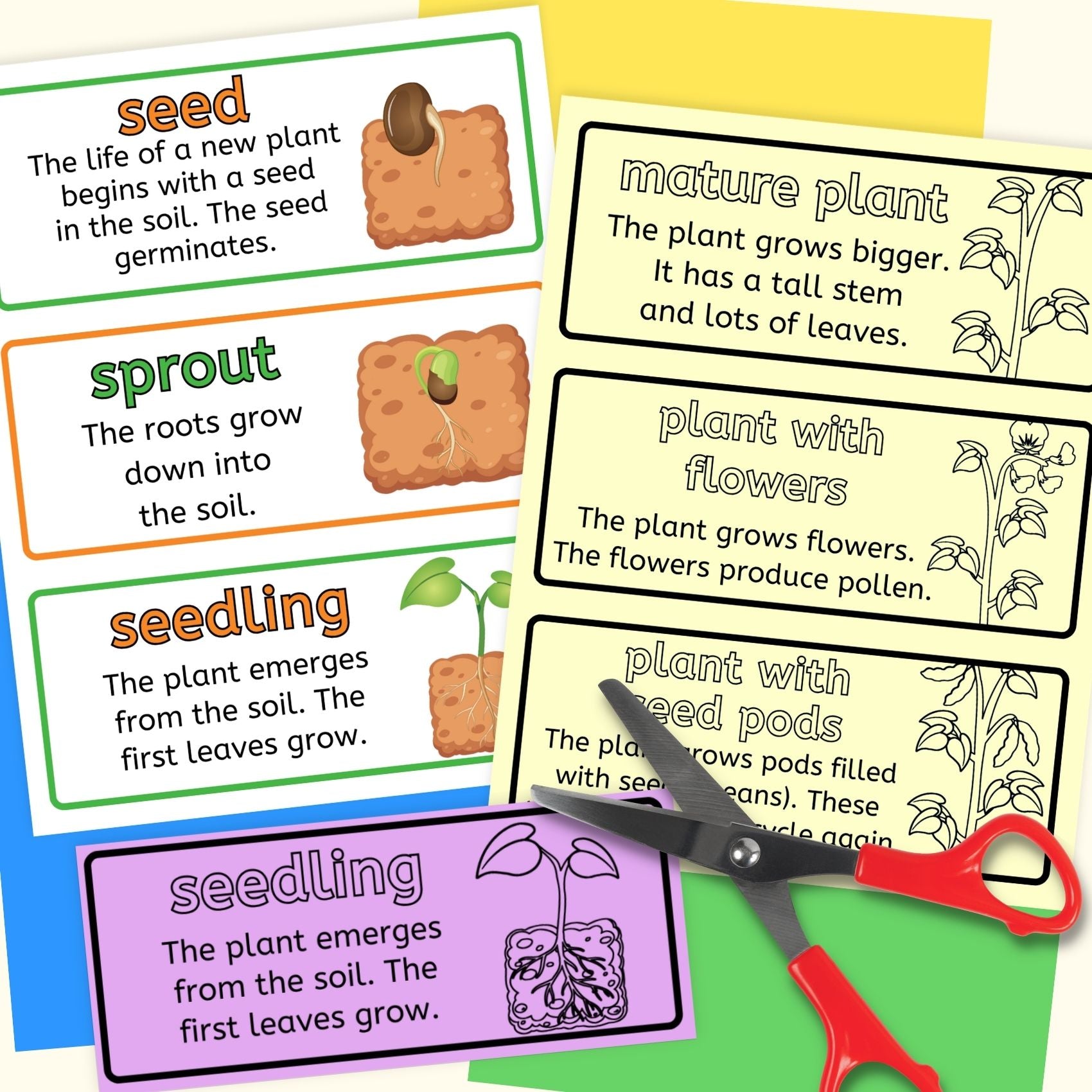 Life cycle of a bean plant sequence and fold science craft activity