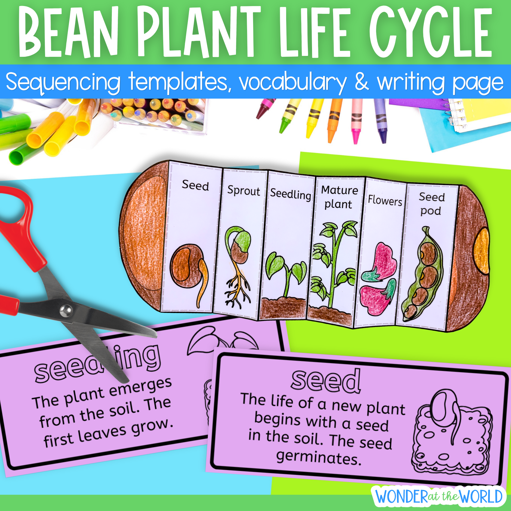 Life cycle of a bean plant sequence and fold science craft activity