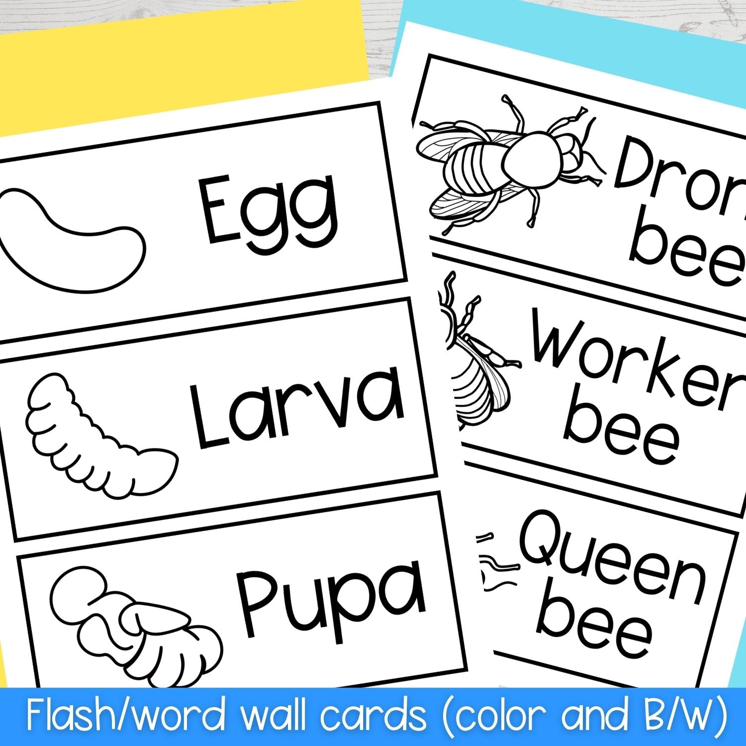 Life cycle of a honey bee sequence and fold science craft activity