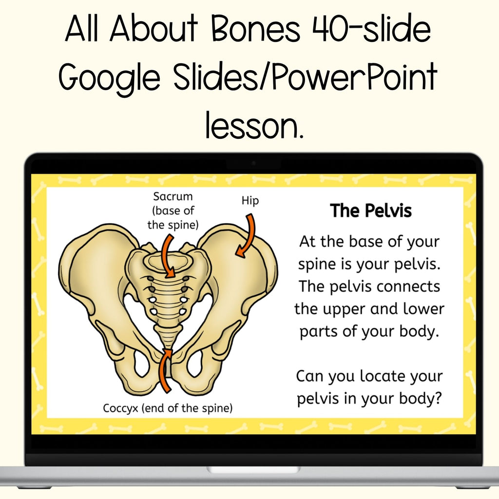 The human skeleton and bones skeletal system slides worksheets activities