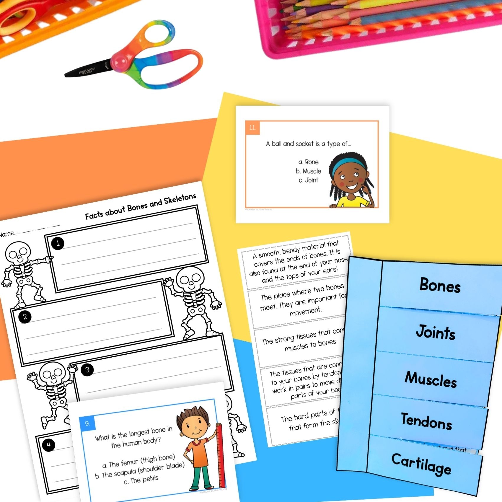 The human skeleton and bones skeletal system slides worksheets activities