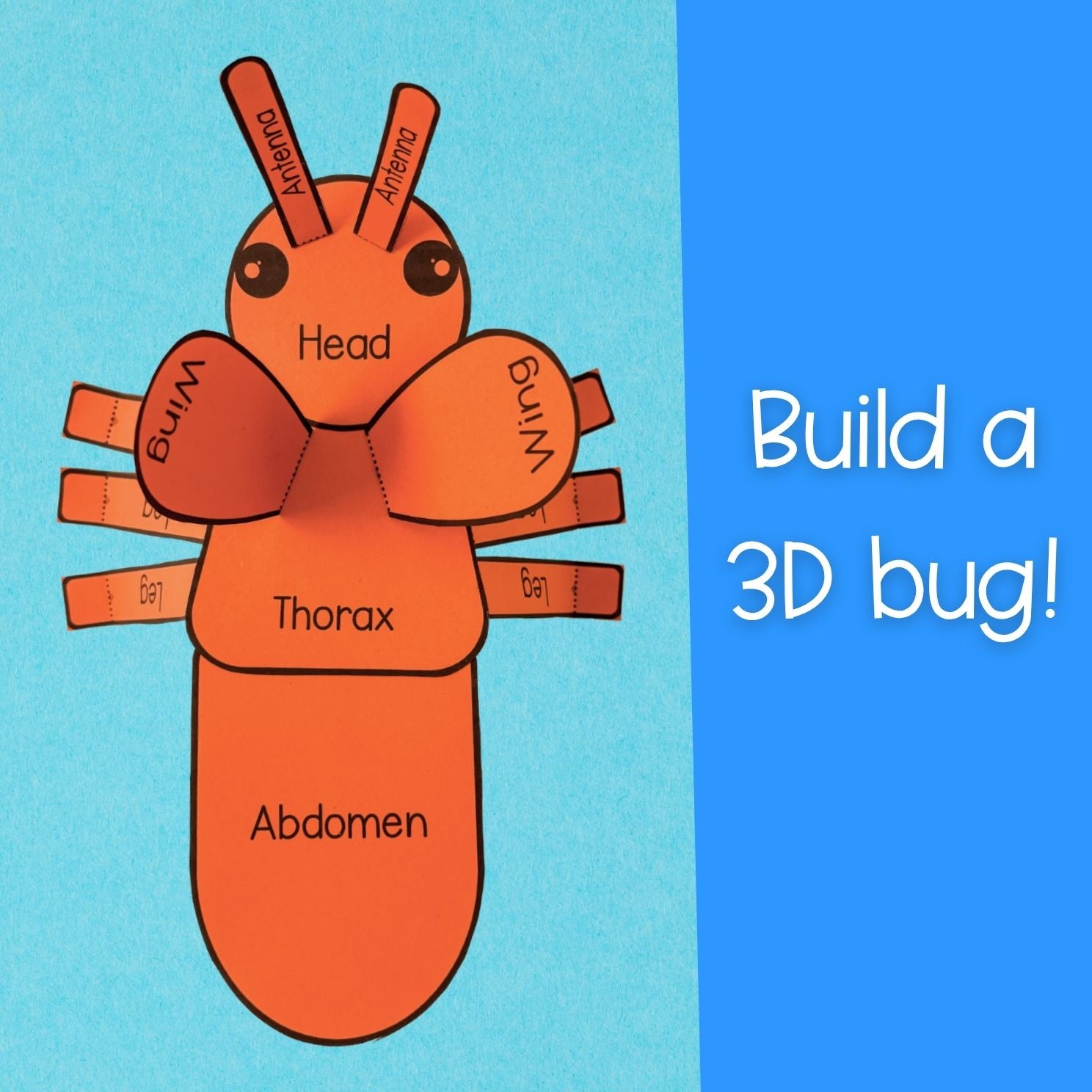 Body parts of an insect build a 3D bug science craft activity