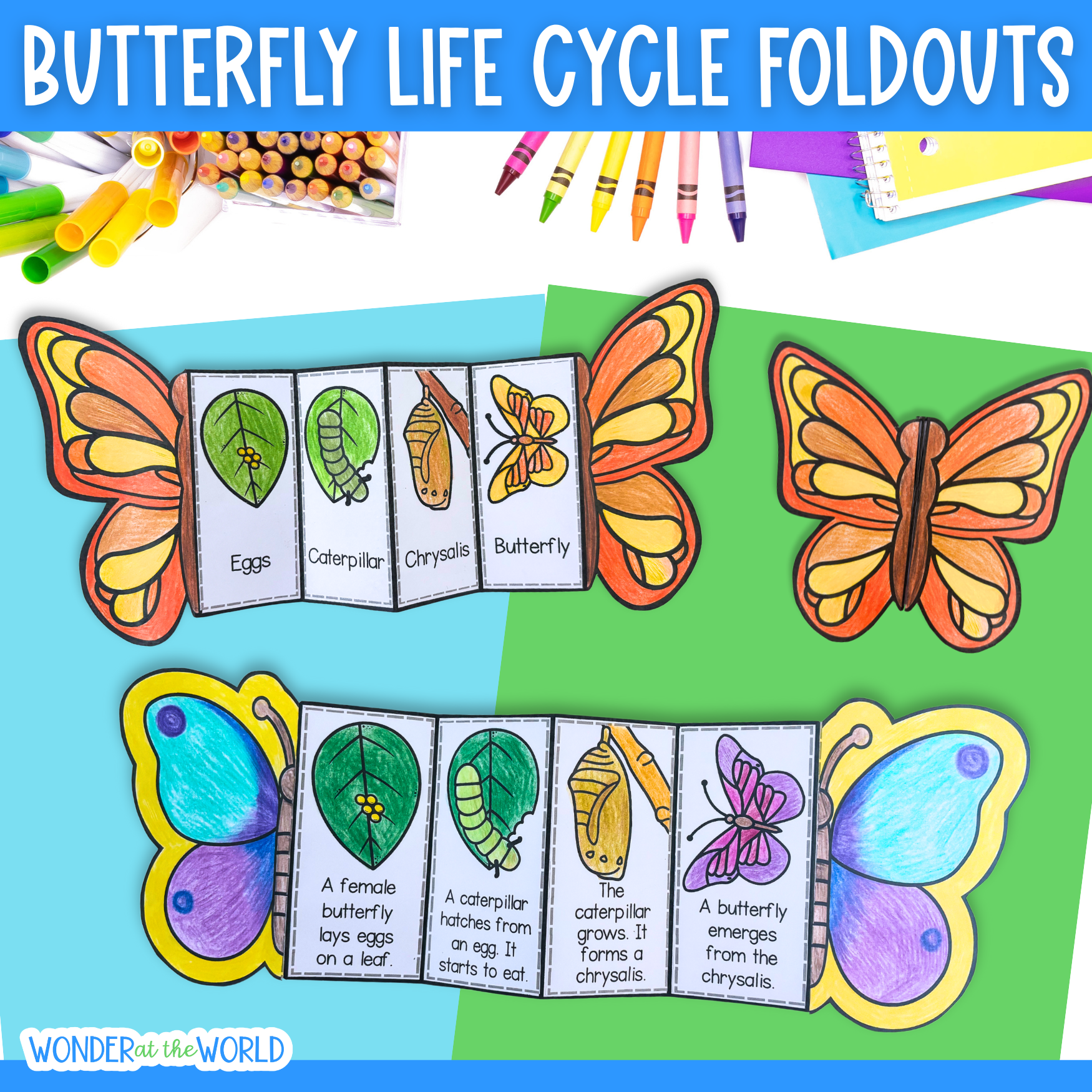 Butterfly life cycle foldouts with colorful butterflies and educational text on a blue and green background.