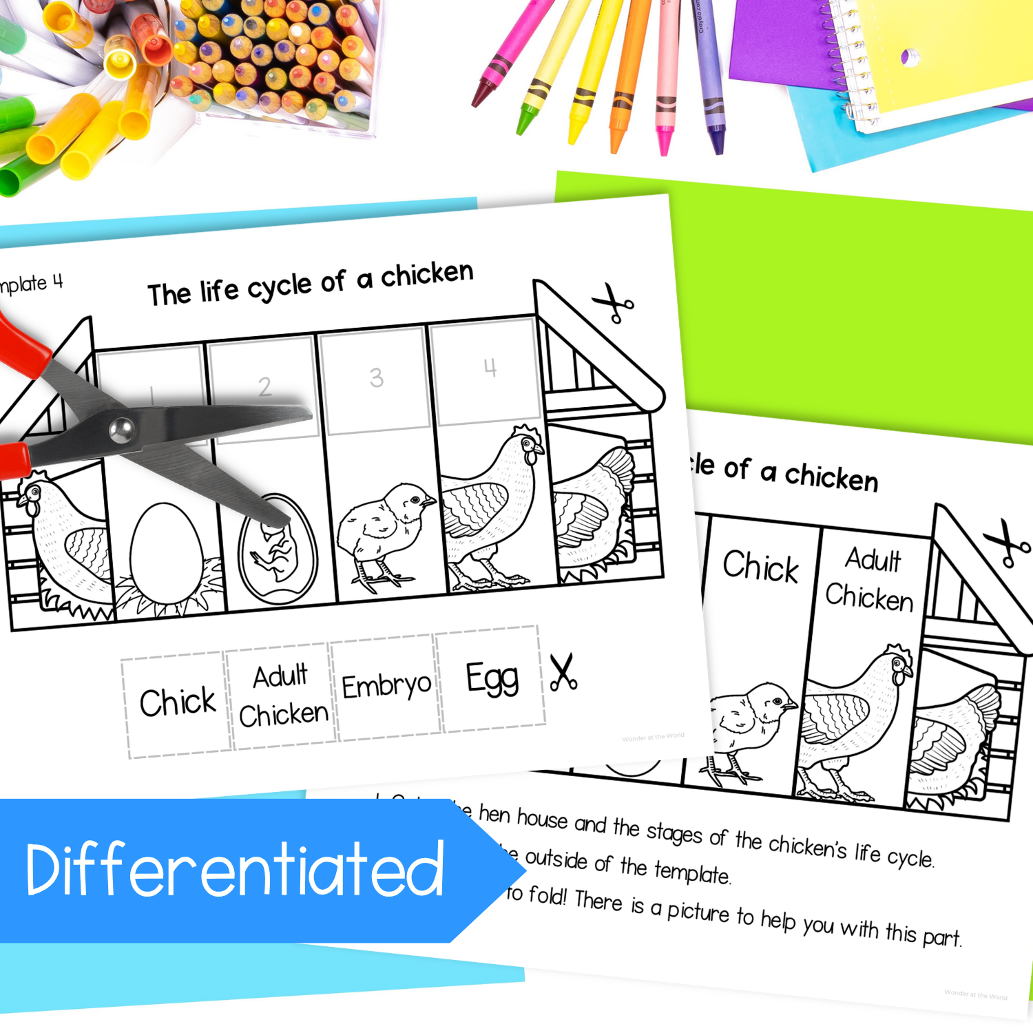 Chicken life cycle sequence and fold science craft activity