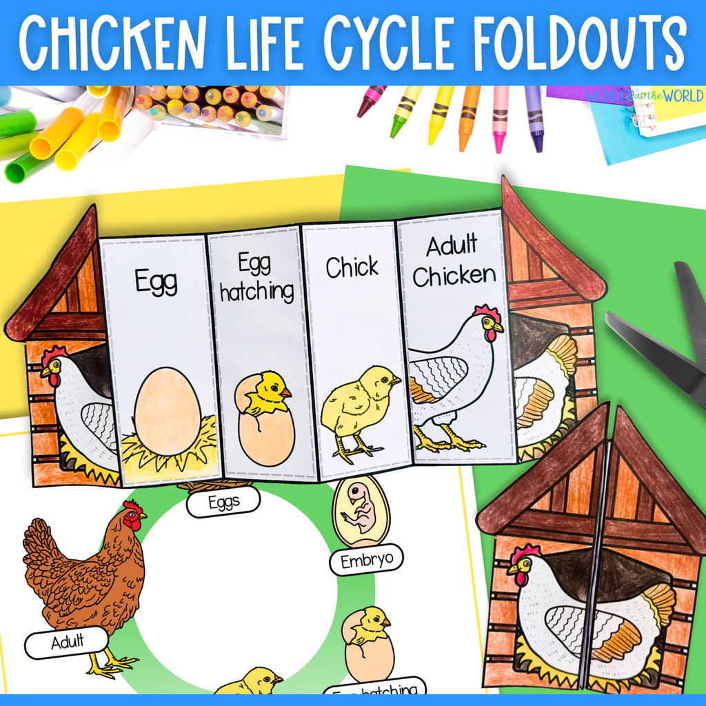 Chicken life cycle sequence and fold science craft activity