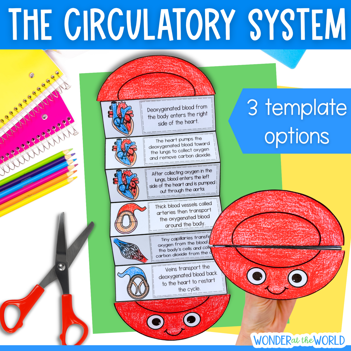 The heart and circulatory system sequence and fold science craft activity