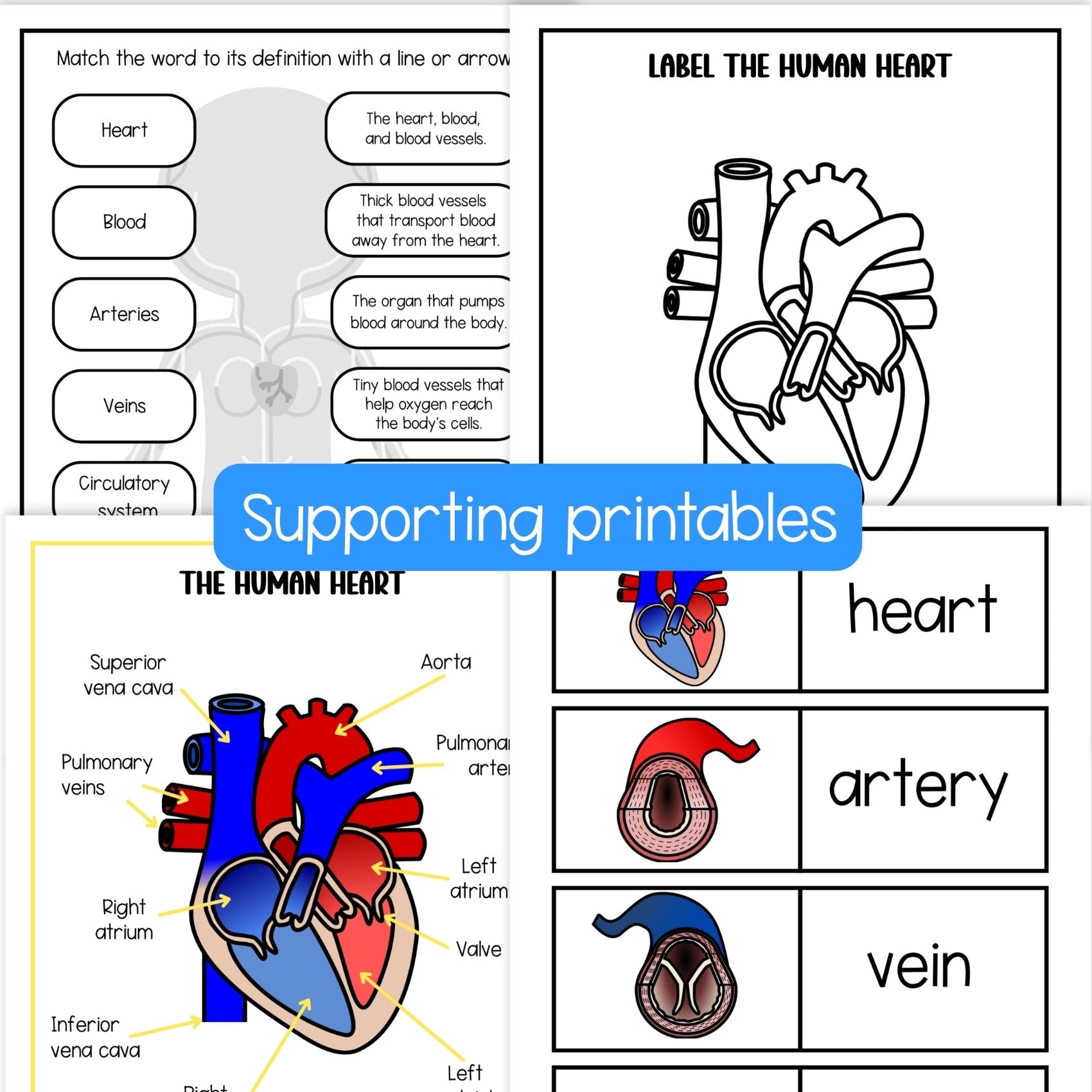 The heart and circulatory system sequence and fold science craft activity