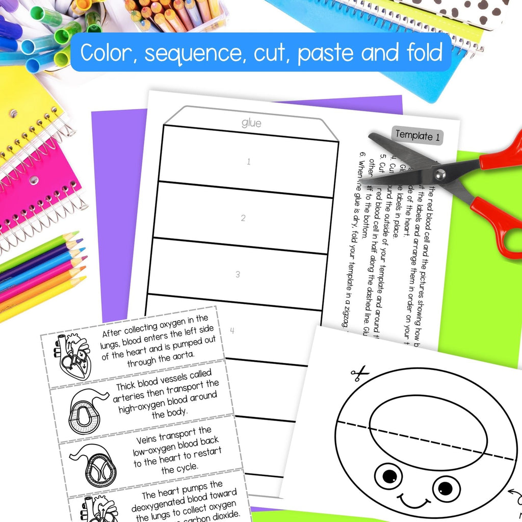 The heart and circulatory system sequence and fold science craft activity