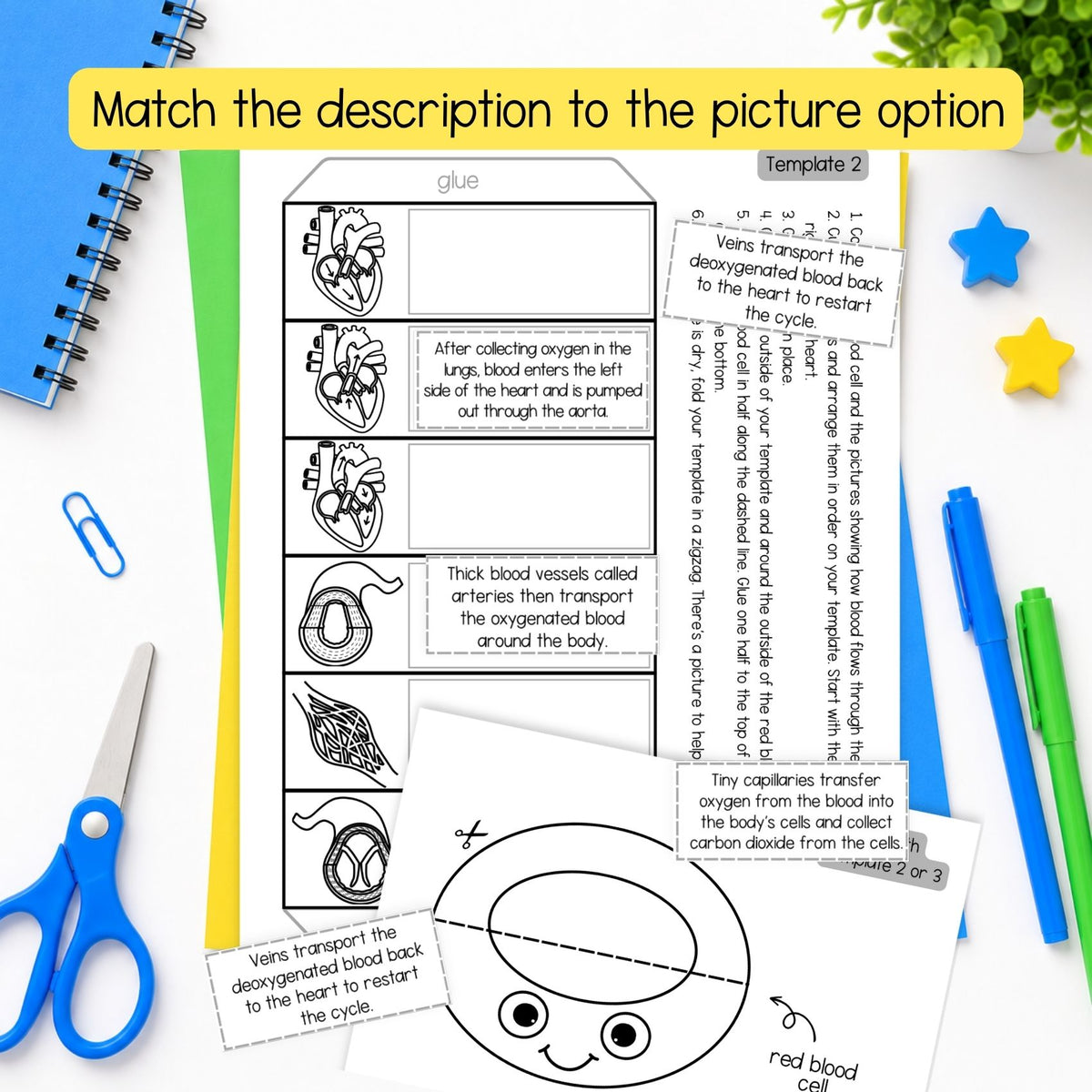 The heart and circulatory system sequence and fold science craft activity