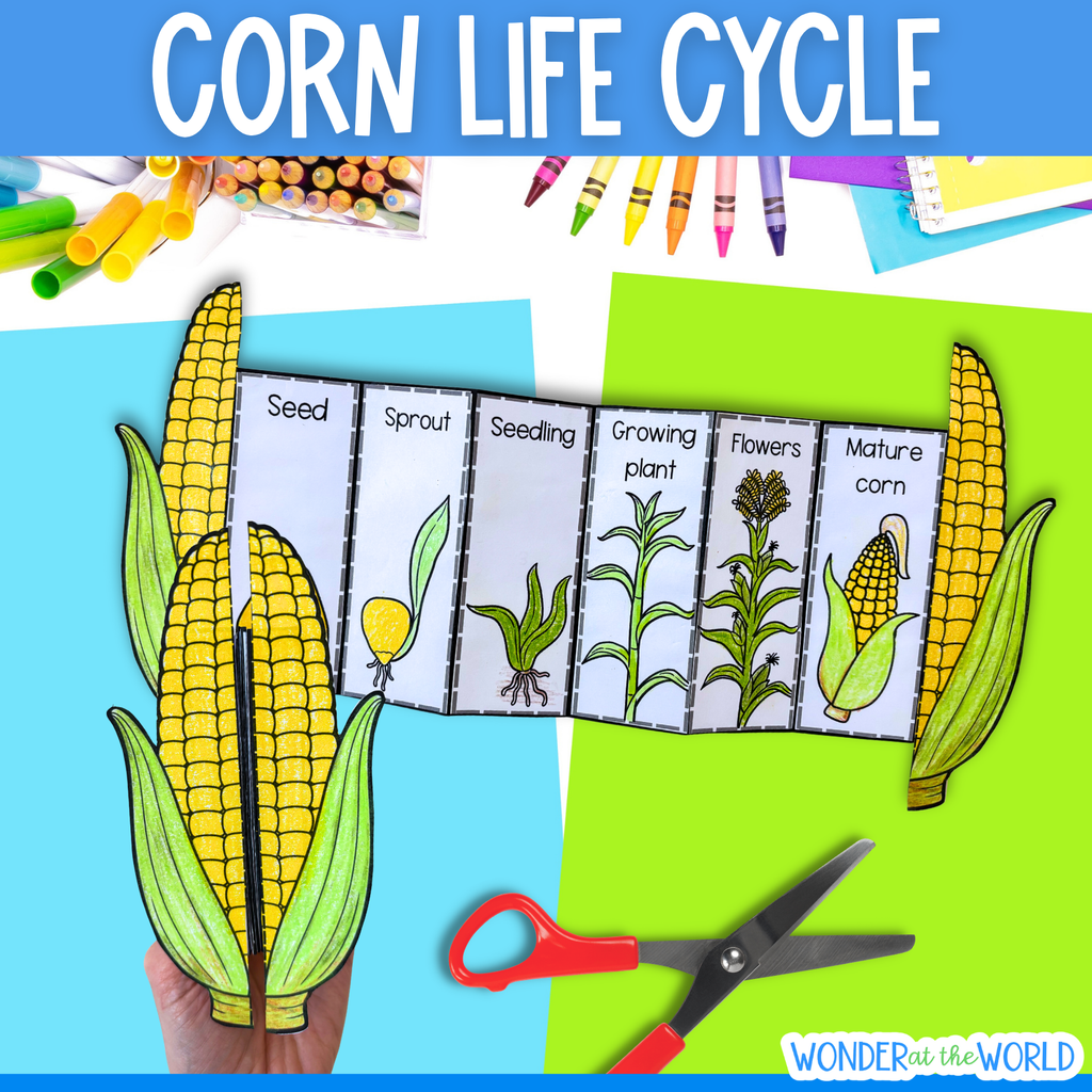 Life cycle of a corn plant sequence and fold science craft activity