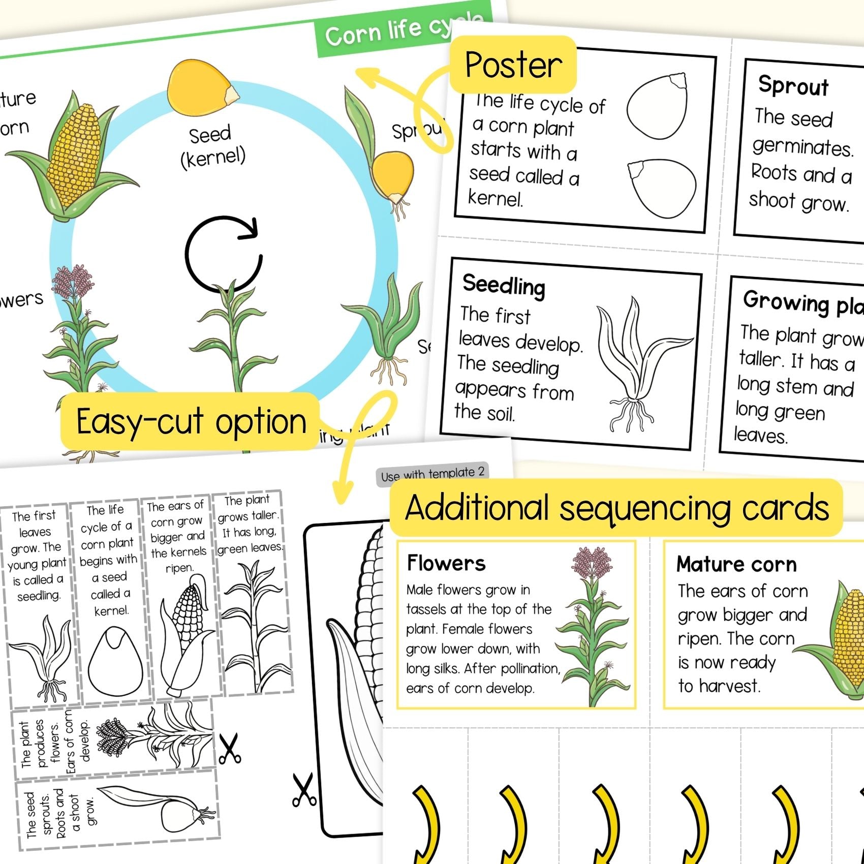 Life cycle of a corn plant sequence and fold science craft activity